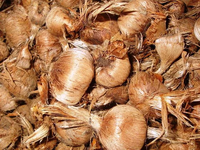 safranbolu safranı soğanı