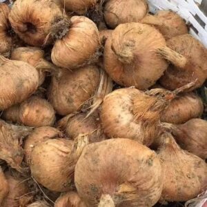 safranbolu safranı soğanı